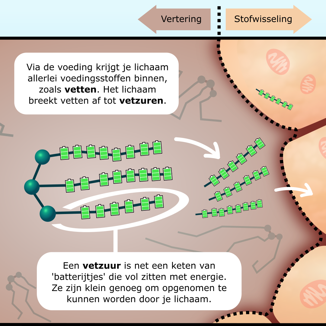 LCHADD en MTP-deficiëntie infographic afbeelding 1