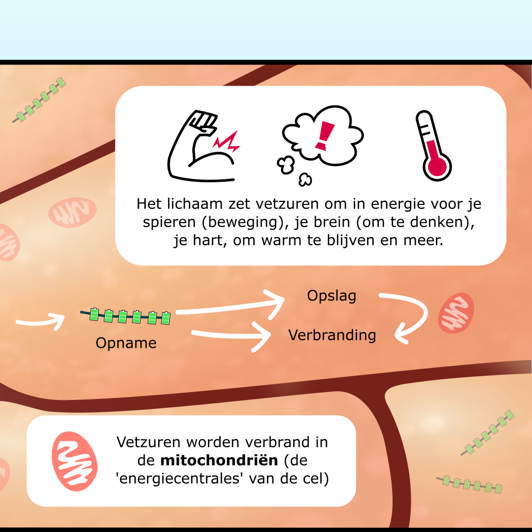 LCHADD en MTP-deficiëntie infographic afbeelding 2