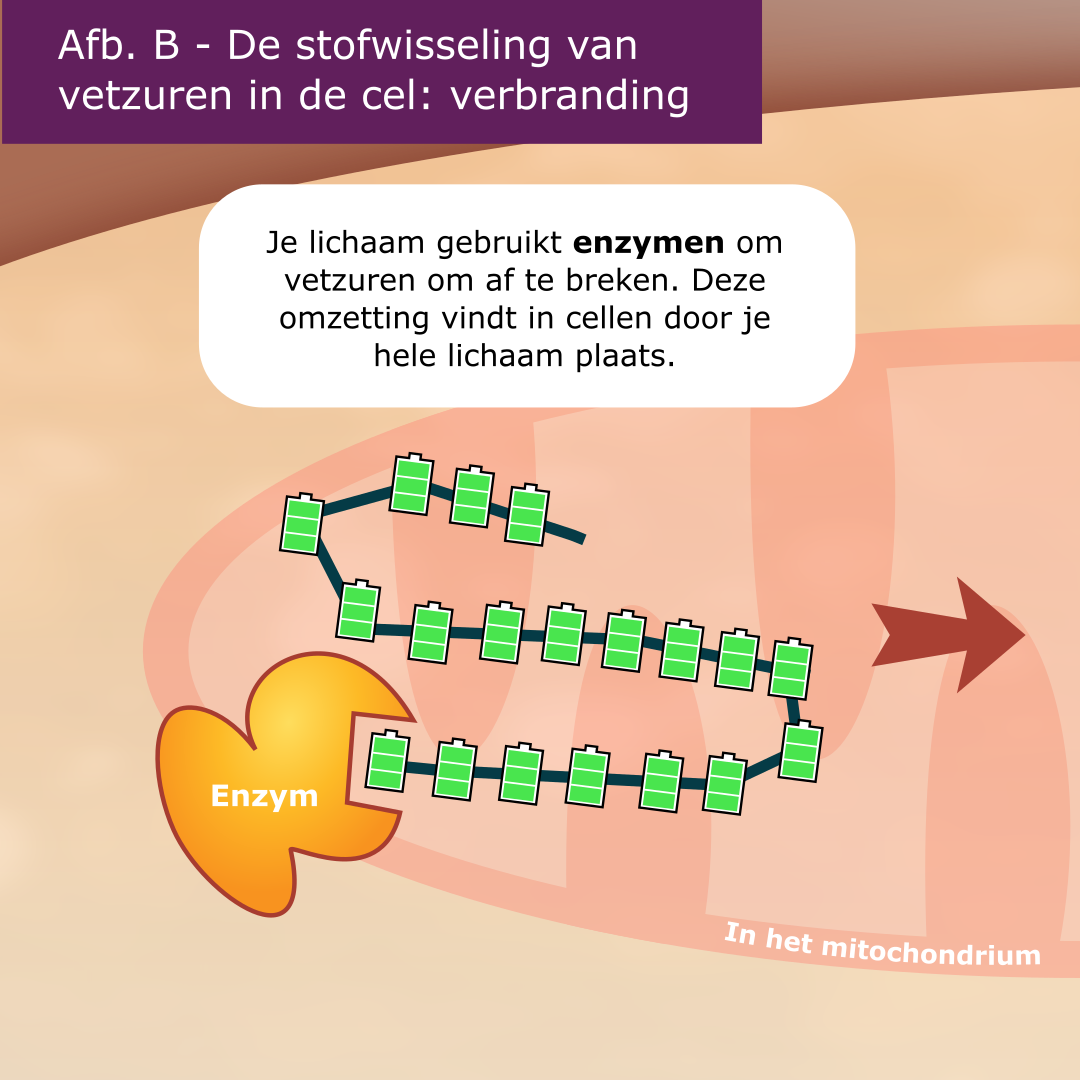 LCHADD en MTP-deficiëntie infographic afbeelding 3