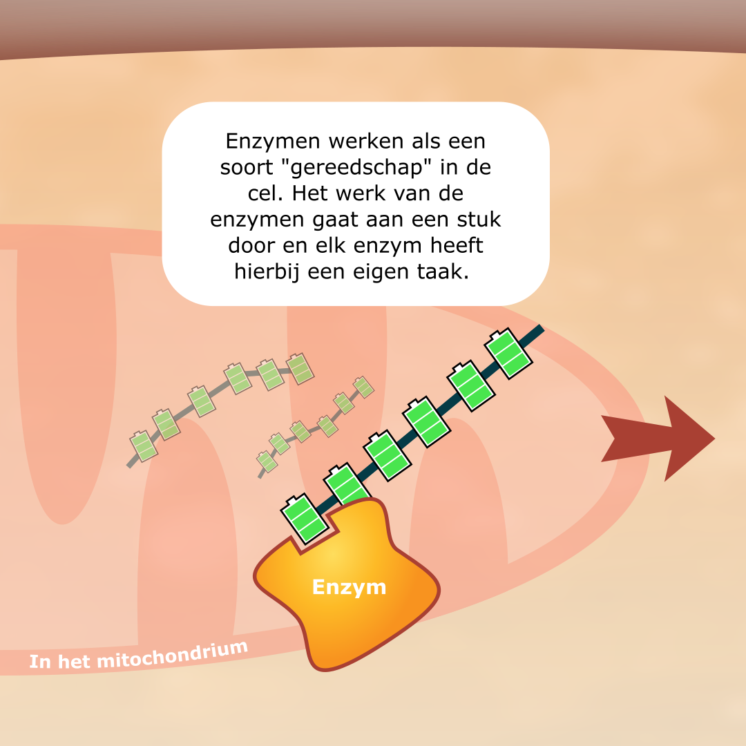 LCHADD en MTP-deficiëntie infographic afbeelding 4