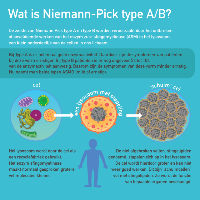 Niemann-Pick type A en B (sfingomyelinase) infographic afbeelding 0