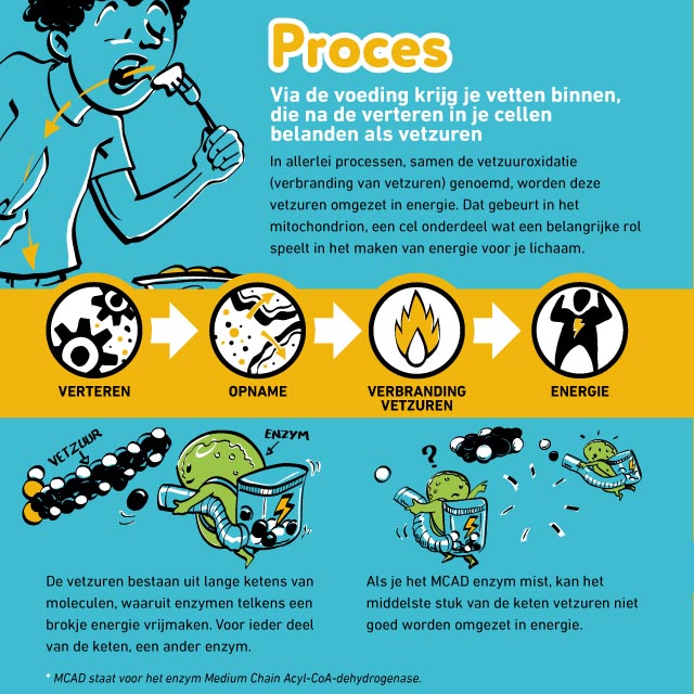 Carnitine-acylcarnitine translocase (CACT-)deficiëntie infographic afbeelding 0